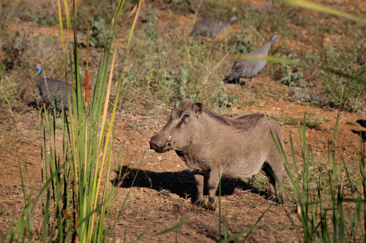 8 Days Katavi, Mahale & Lake Tanganyika