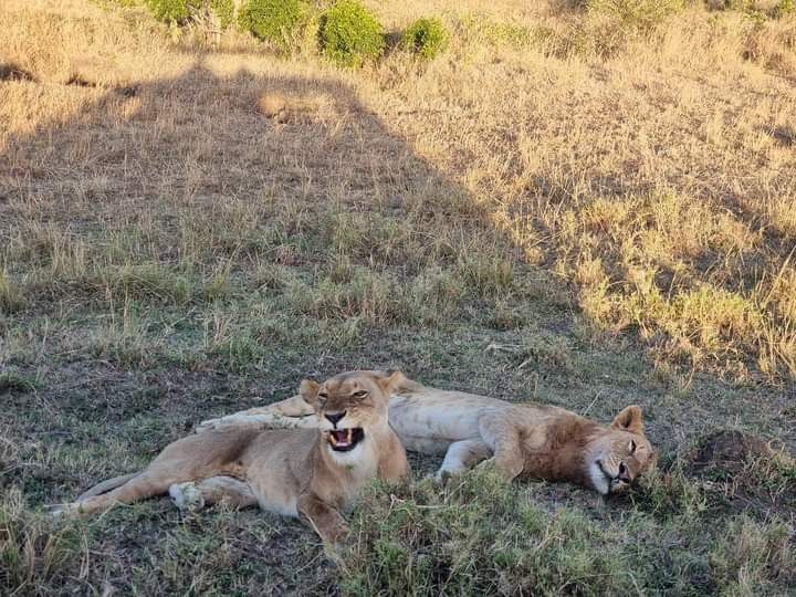 12 Days Budget Camping Safari (North Tanzania)