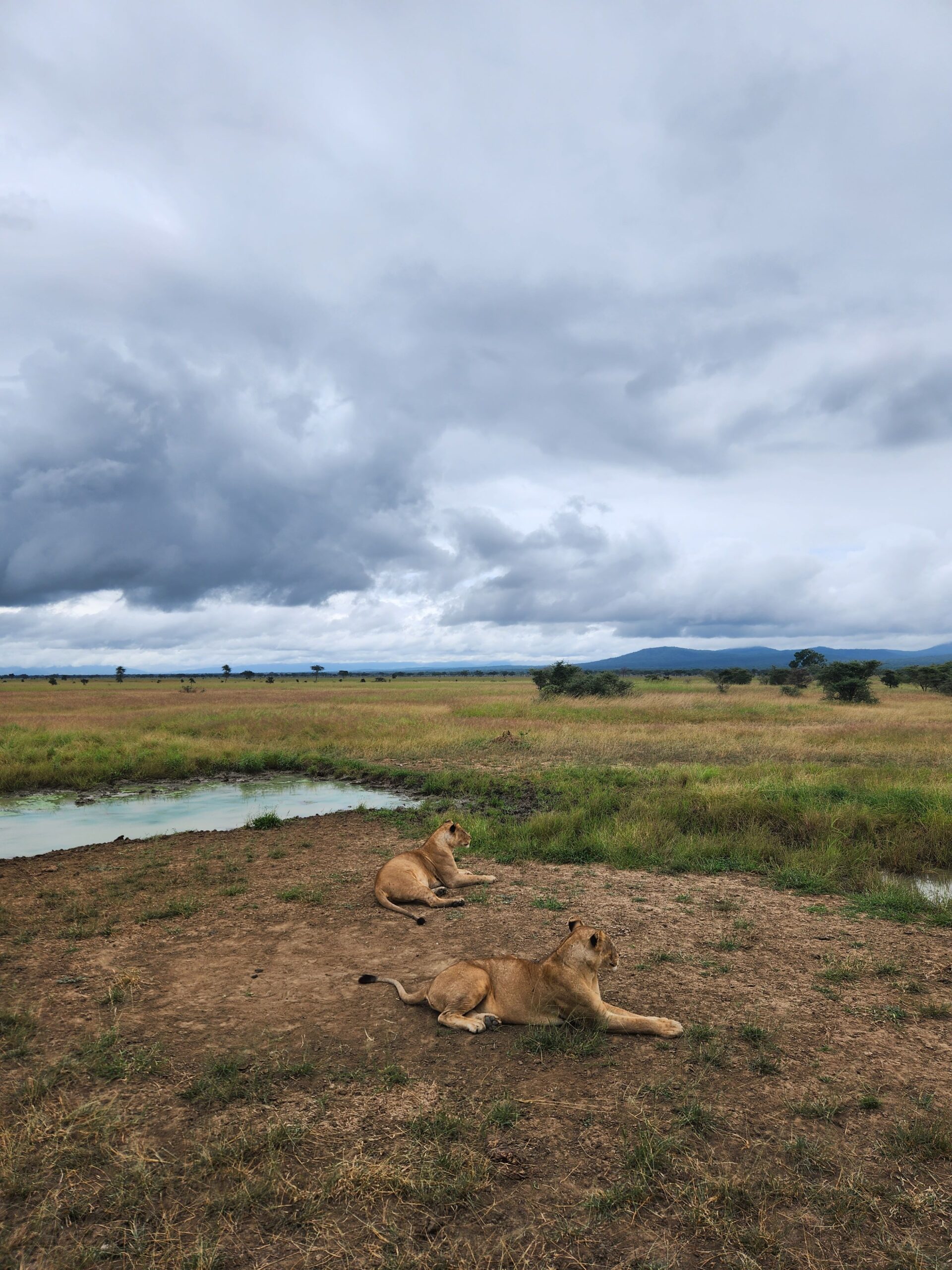 5 Days Mikumi Family Safari