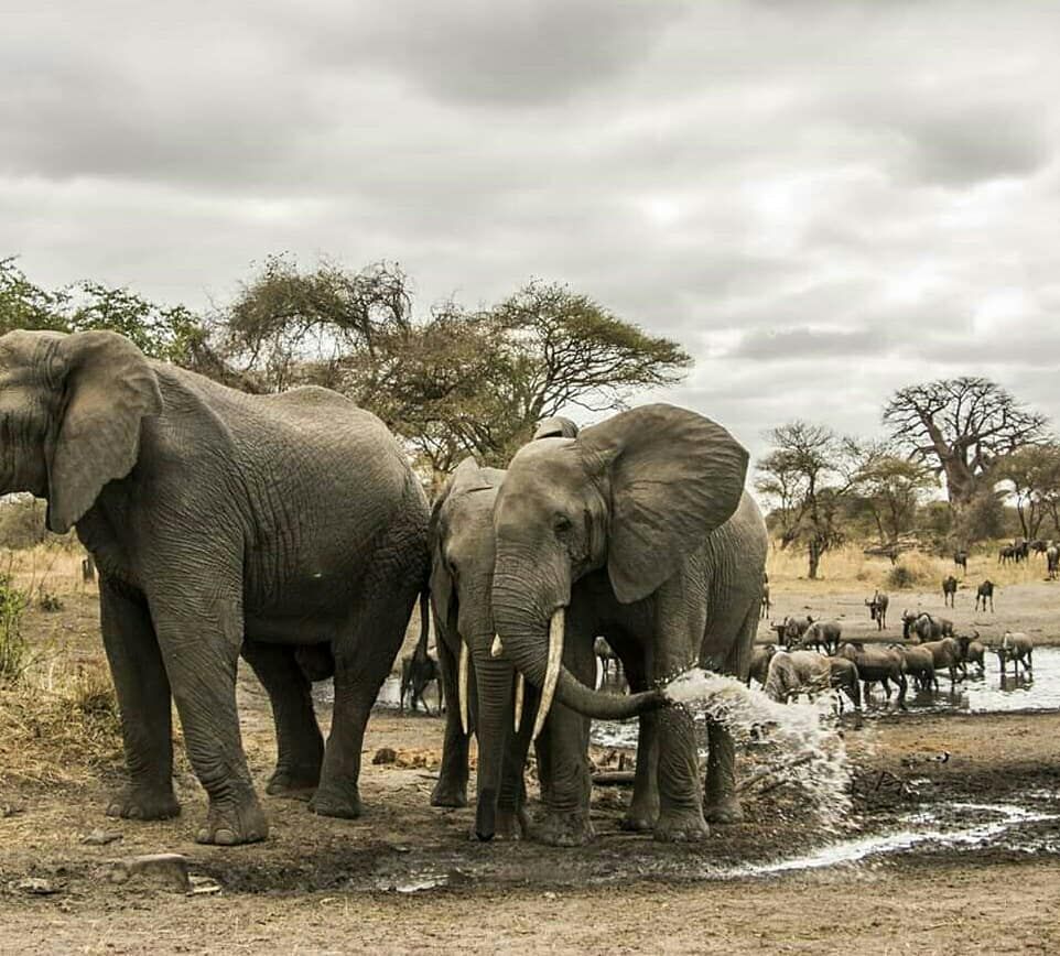 4 Days Katavi Fly-In Bush Camps