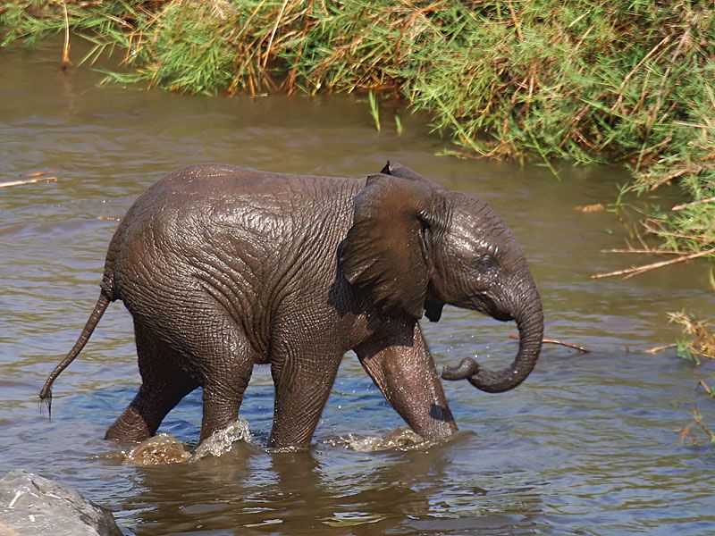 6 Days Gombe & Katavi Wild West