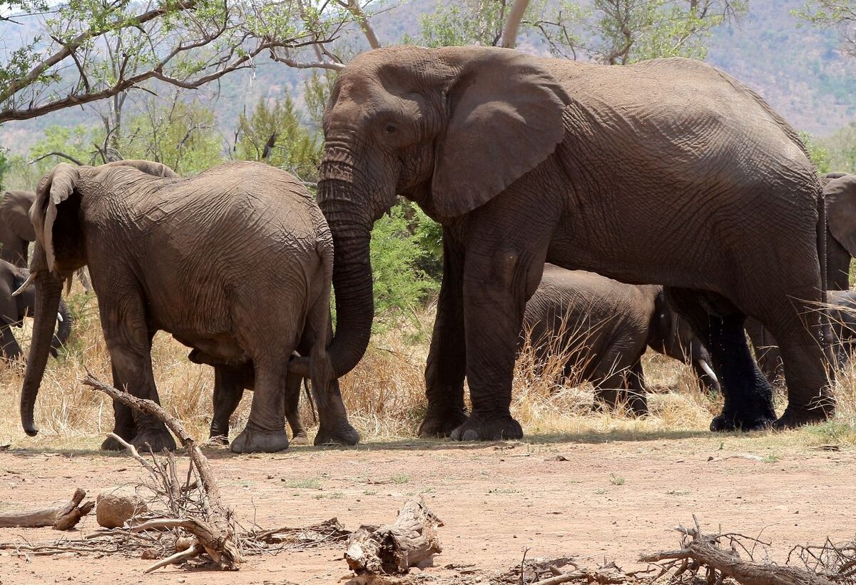 3 Days Katavi Predator Hotspots