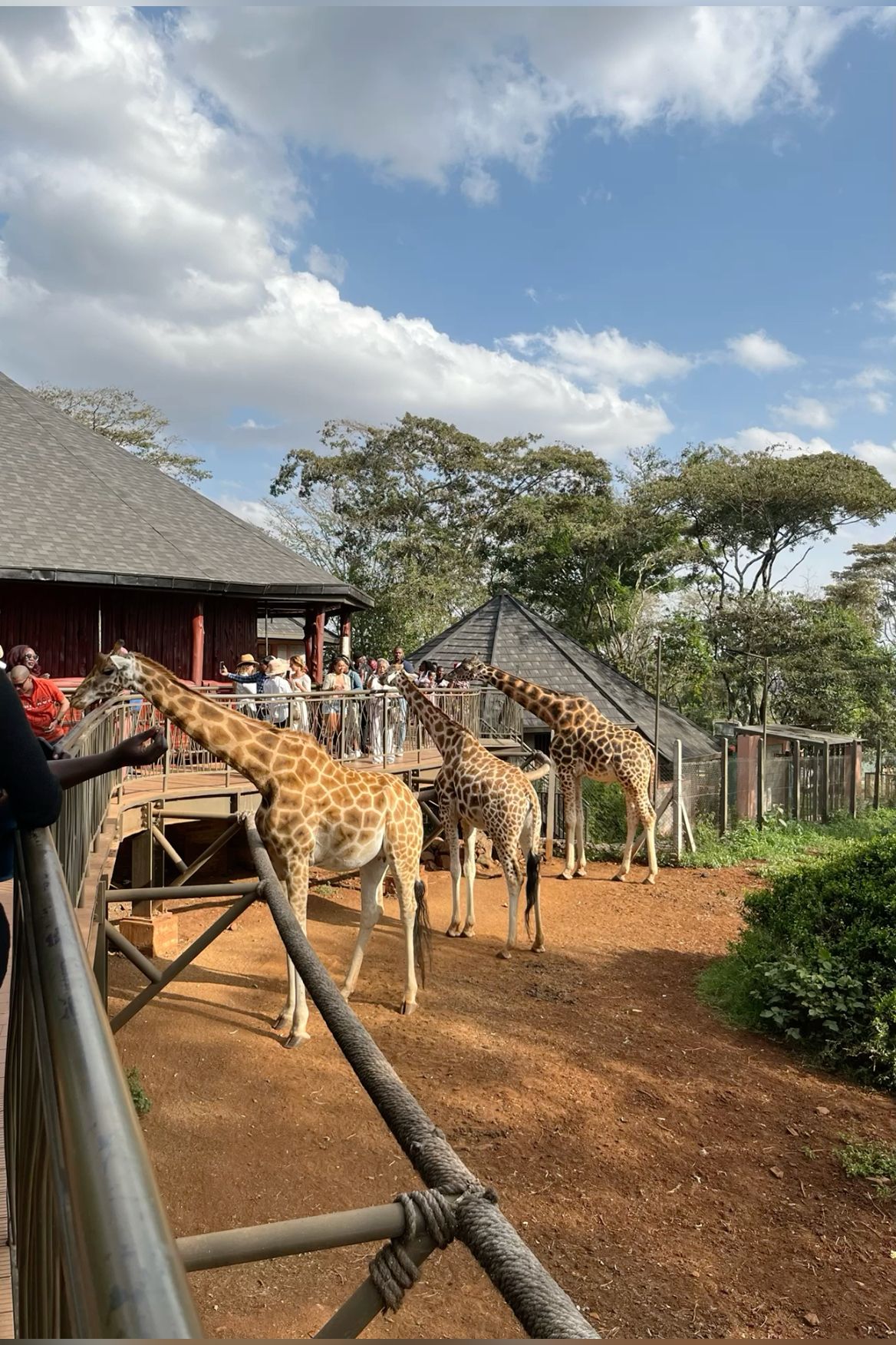 walking safari