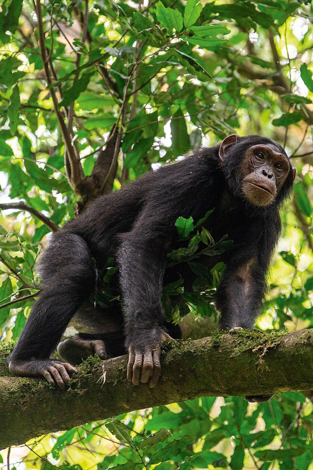 7 Days Mahale & Gombe