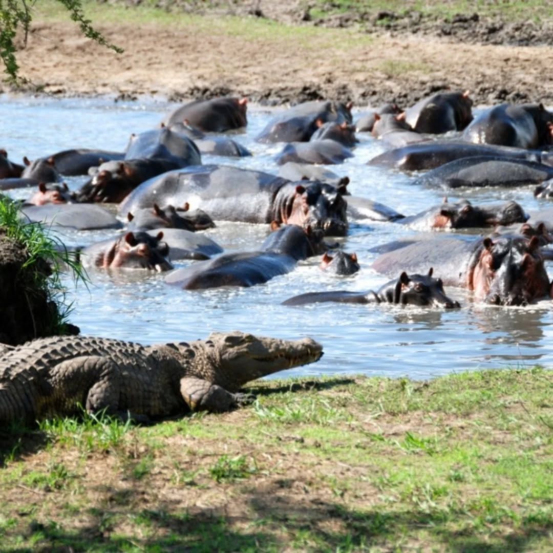  hippos in Lake Mburo
