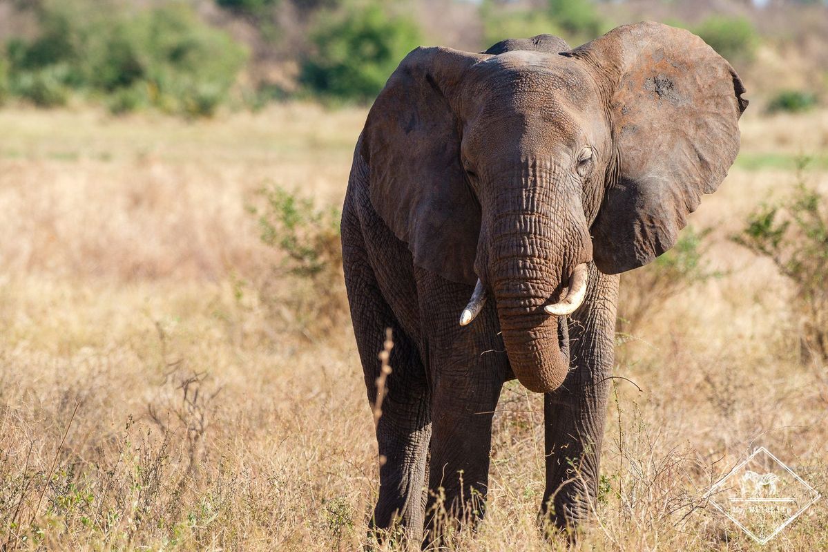 6 Days Ruaha–Mikumi–Nyerere