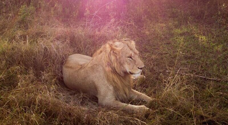 Meru National Park Lion Sightings