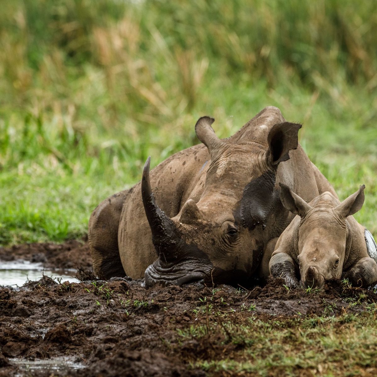 Best Time for Meru NP Safaris