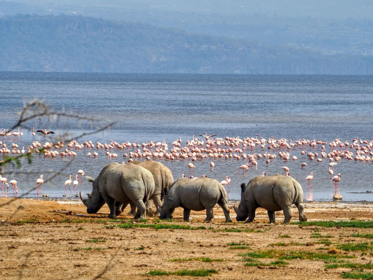 Lake Nakuru Rhino Sanctuary Visit