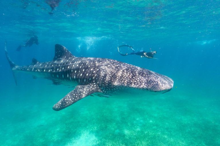 3 Days Mafia Island Whale Sharks (Seasonal)