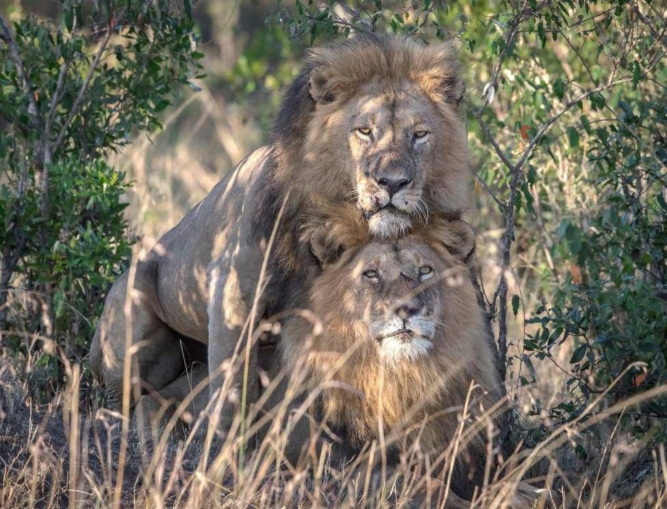 Tsavo Man-Eaters Lion