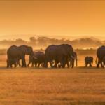 Experience the ultimate 9-day Tanzania safari & beach holiday. Explore Serengeti's wildlife and unwind on Zanzibar's pristine shores in one perfect trip.