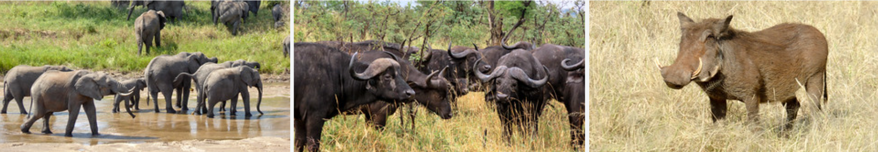 Discover the ultimate 9-day Tanzania adventure! Witness Serengeti wildlife & relax on Zanzibar's beaches. A perfect luxury safari & island getaway itinerary.