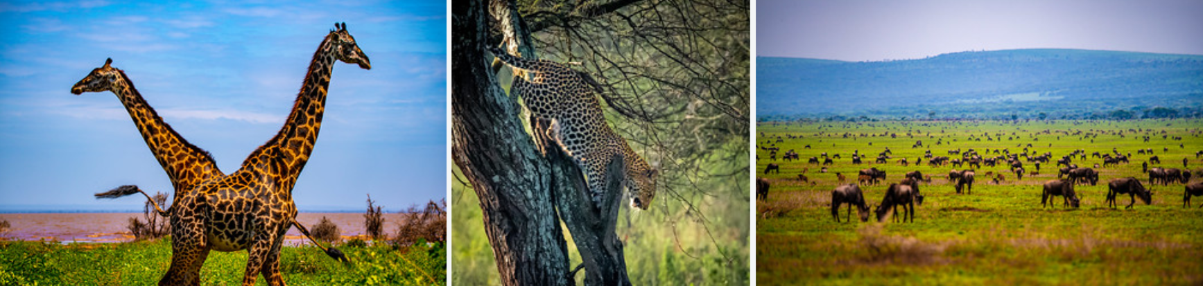 Discover the ultimate 9-day Tanzania safari & Zanzibar beach itinerary. Experience Serengeti wildlife & island paradise in one perfect trip.