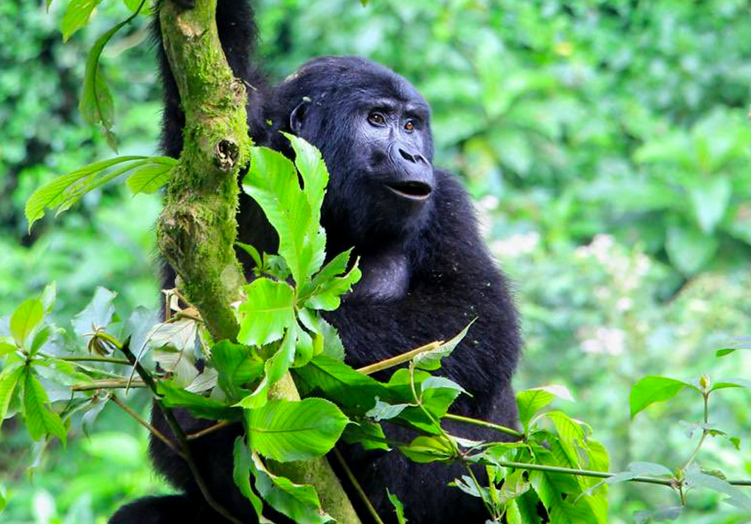 A small gorilla trekking group of eight people hiking through a misty rainforest.