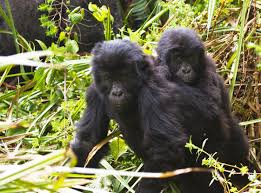 A family of mountain gorillas resting in Rwanda’s lush Volcanoes National Park."