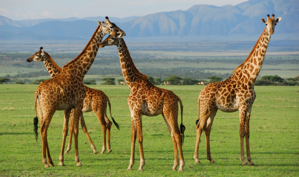 Tourists enjoying budget, mid-range and luxury safari experiences across East African landscapes.