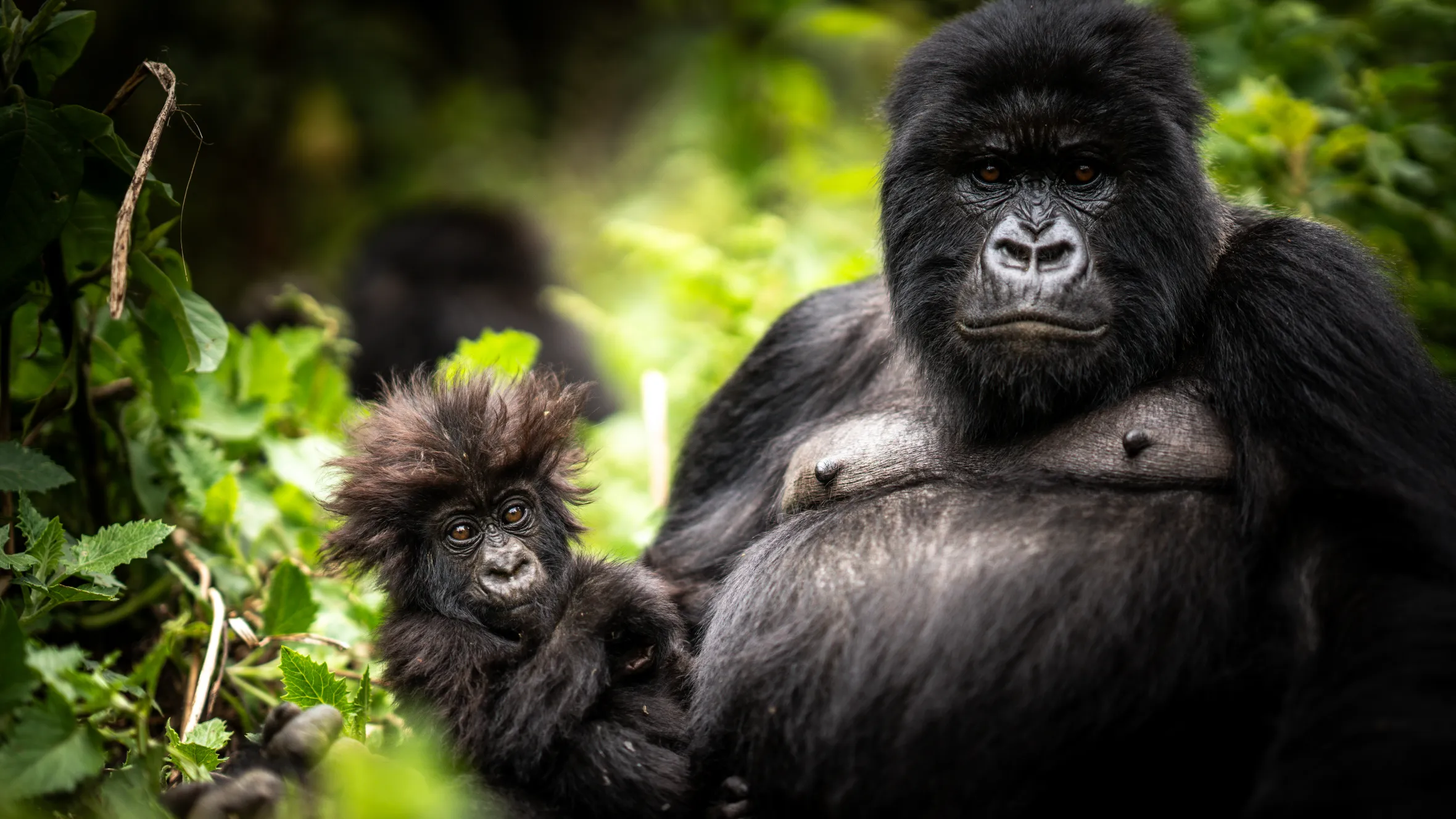 How Long Will I Spend With the Gorillas After Finding Them?