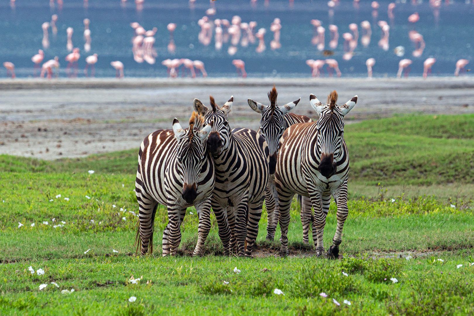 How to Choose the Right Tanzania Group Safari Package
