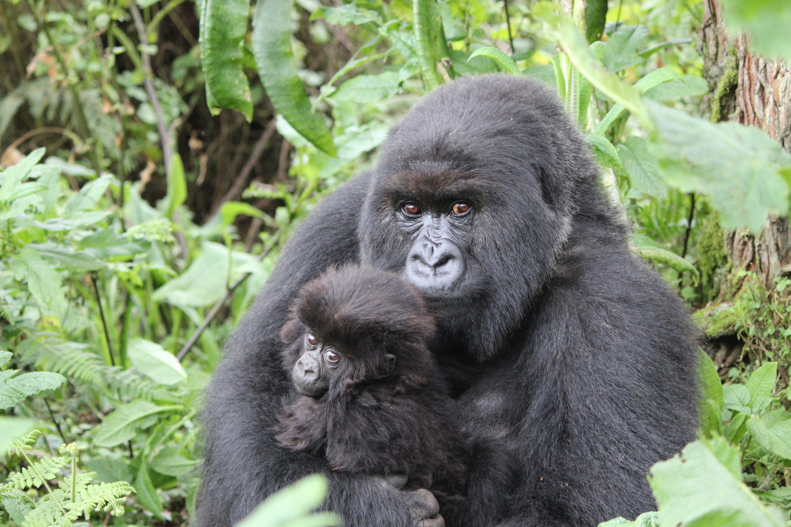 What Is the IUCN Status of Mountain Gorillas Today?