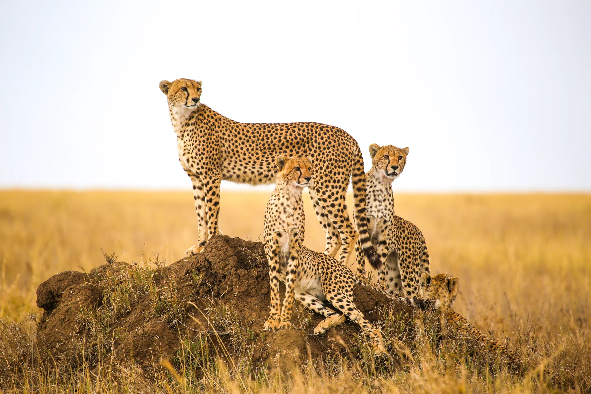 Tanzania safari group vehicles including Land Cruiser and minibus on wildlife drive.