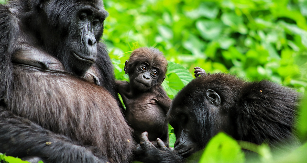 Are Cameras Allowed During Gorilla Trekking in Rwanda?