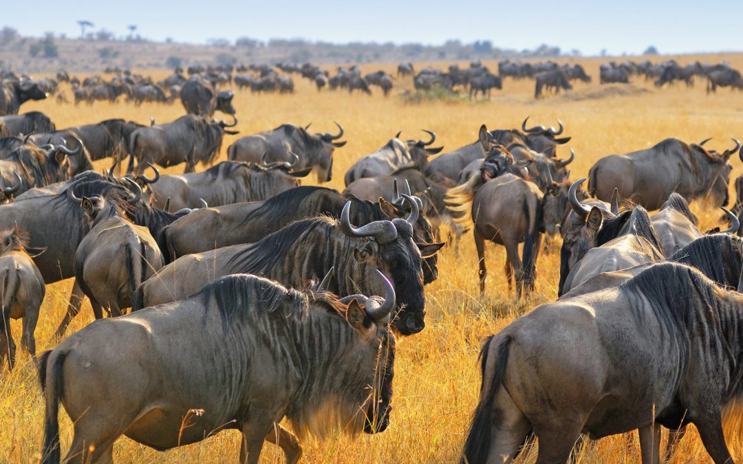 Are Flights and Transfers Included In Tanzania Group Safari Package