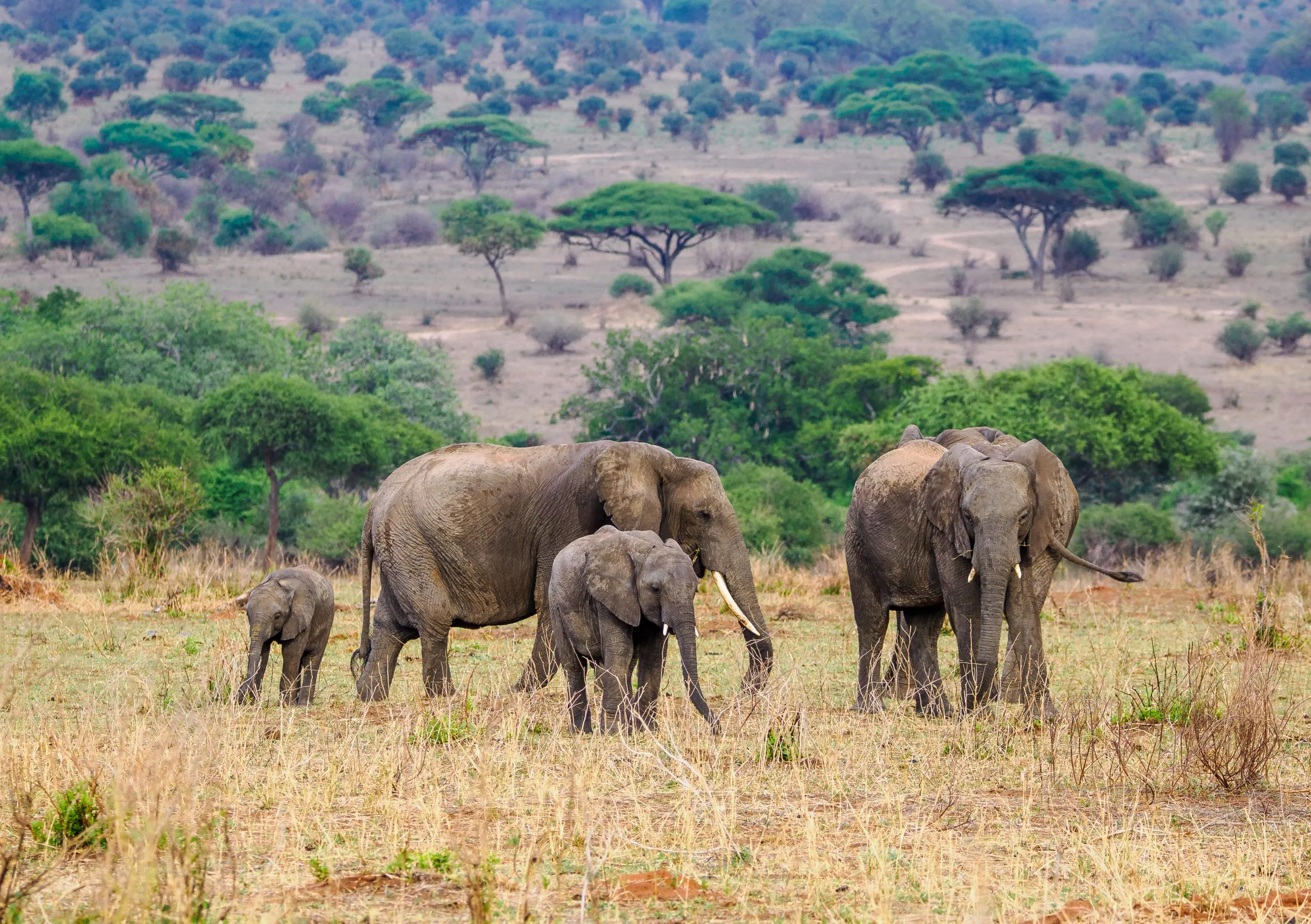 Family enjoying safe group safari viewing wildlife in Tanzania national park game drive vehicle safely.