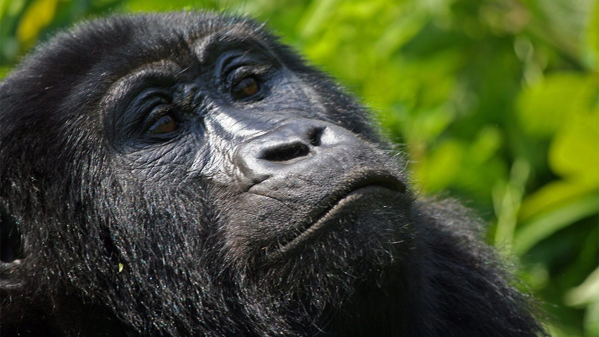 Are Rwanda Gorilla Permits Refundable If I Cancel?