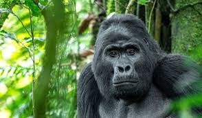 A family of mountain gorillas resting in a lush, misty rainforest clearing.