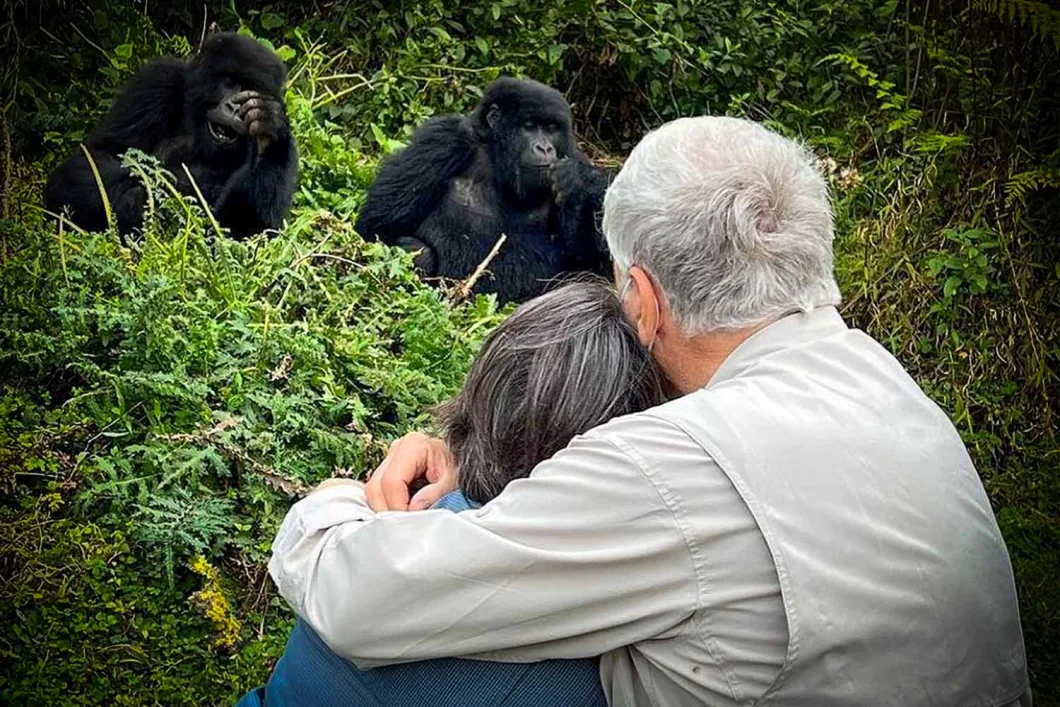 Tourist taking photo of mountain gorilla in Rwanda's Volcanoes National Park without flash