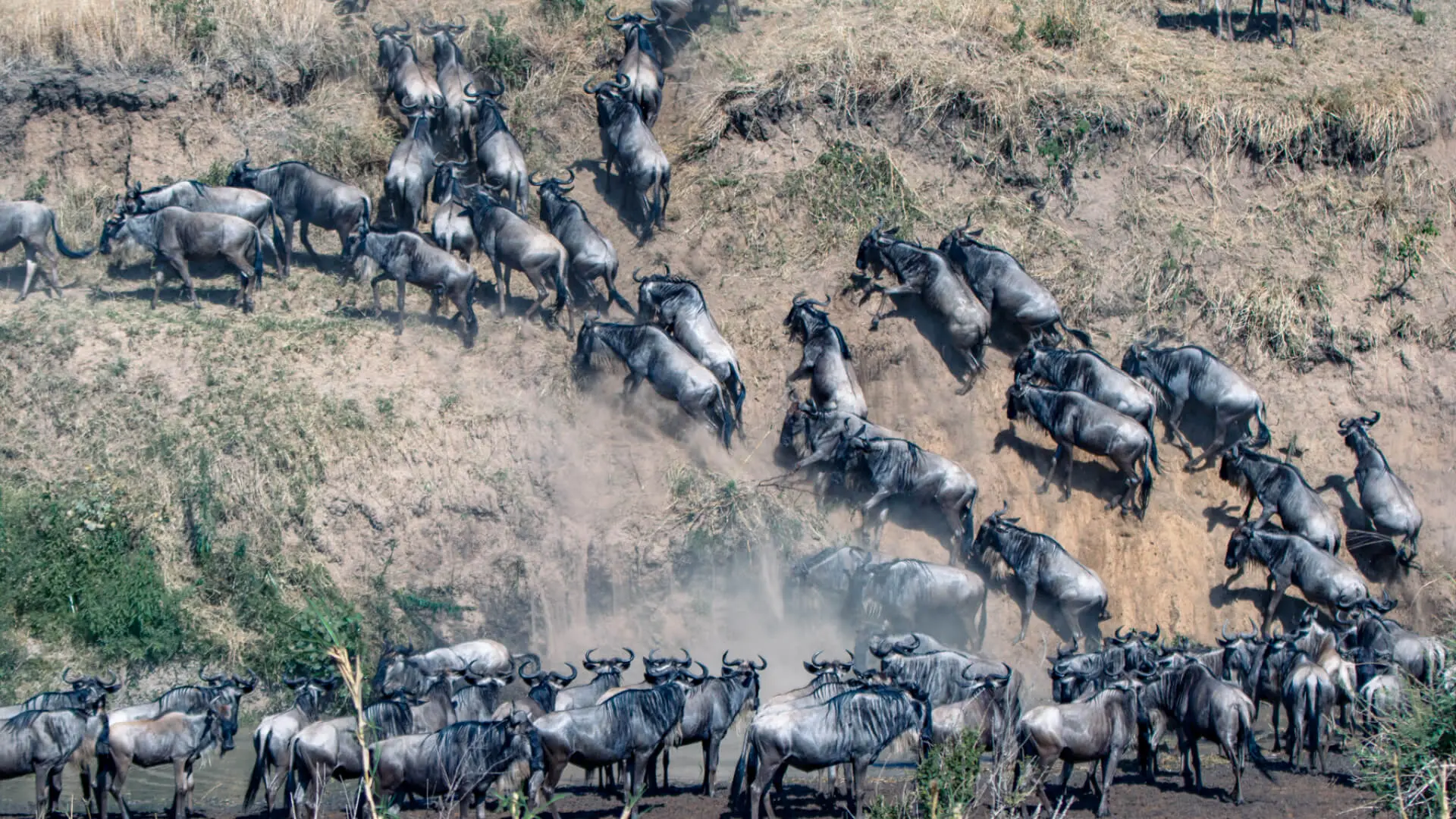 Can You See The Great Wildbeast Migration On Group Safari