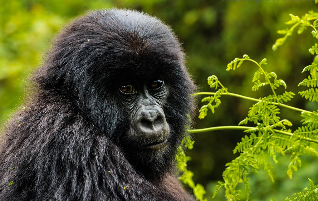 Can I Transfer My Gorilla Permit to a Different Date?