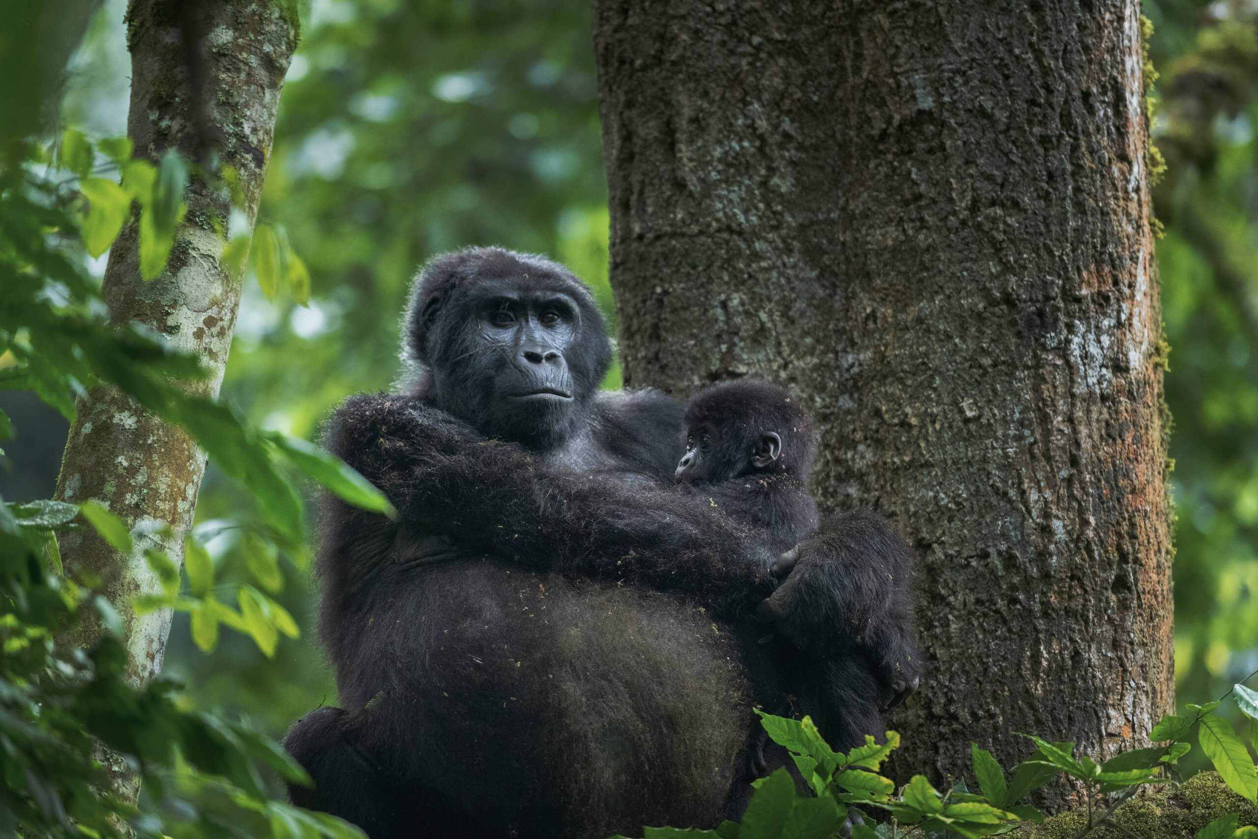 Mountain gorilla in Rwanda's lush forest, trekking boots covered in red mud.