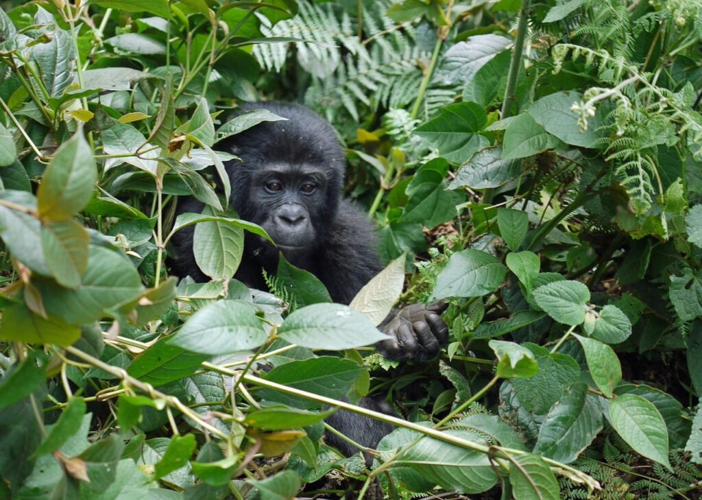 Mountain gorilla sitting in lush green forest during a rainy trekking day.