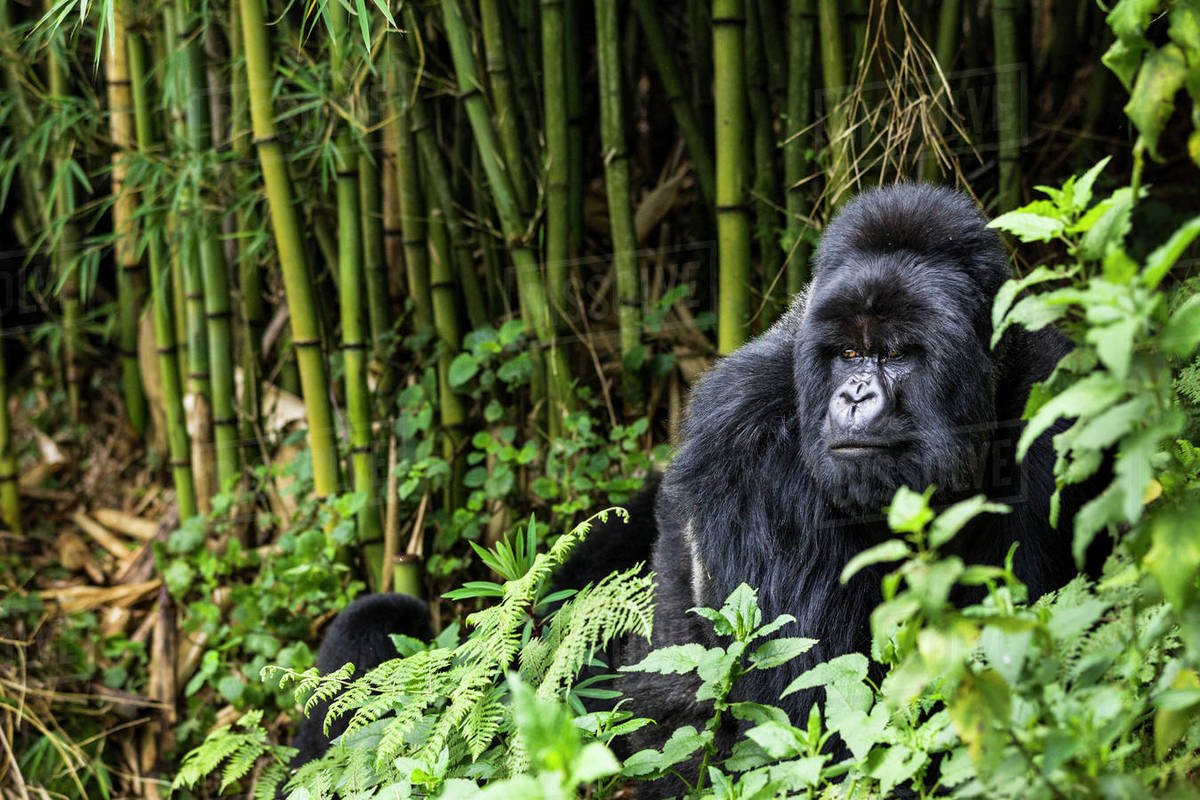 alt text of 12 words"A hiker watching mountain gorillas in a misty green forest."