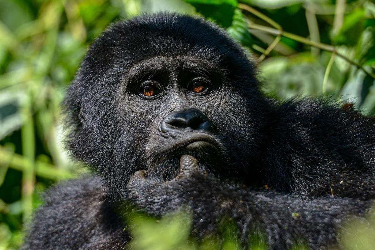 Do Gorilla Permit Prices Change by Season?
