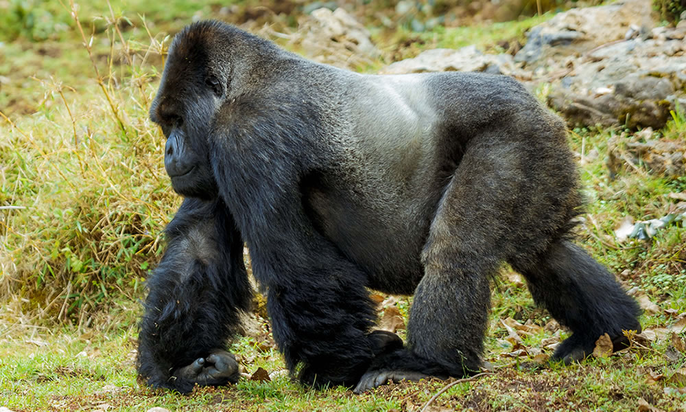 Do I Need Travel Insurance for Gorilla Trekking?