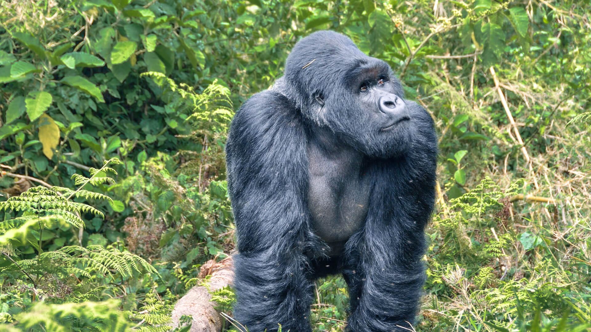 Tourist takes photo of mountain gorilla without flash in lush forest.