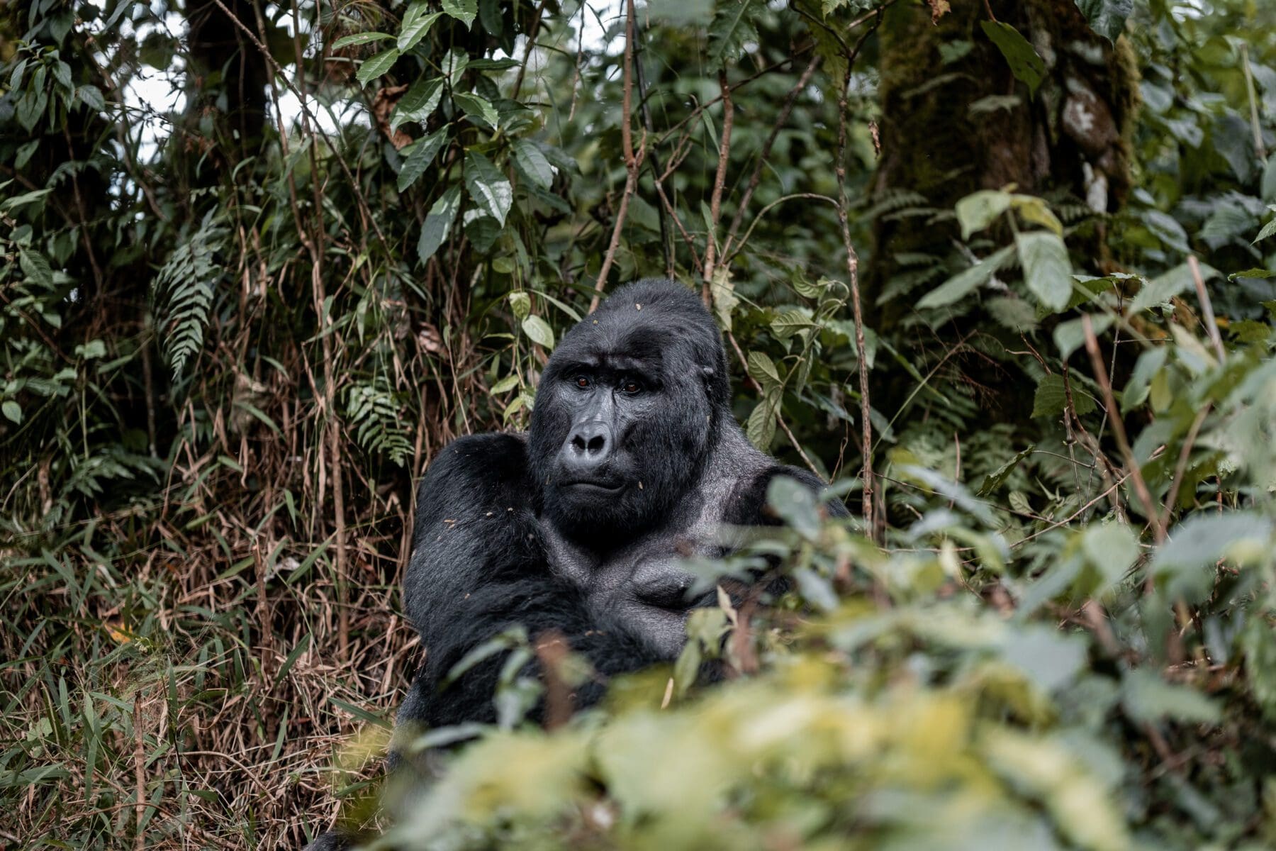 A silverback mountain gorilla sitting calmly in the lush green Volcanoes National Park.