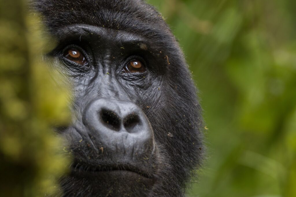 What Happens If It Rains on My Gorilla Trek Day?