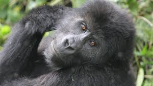 What Is the Difference Between Gorilla Trekking and Gorilla Habituation?