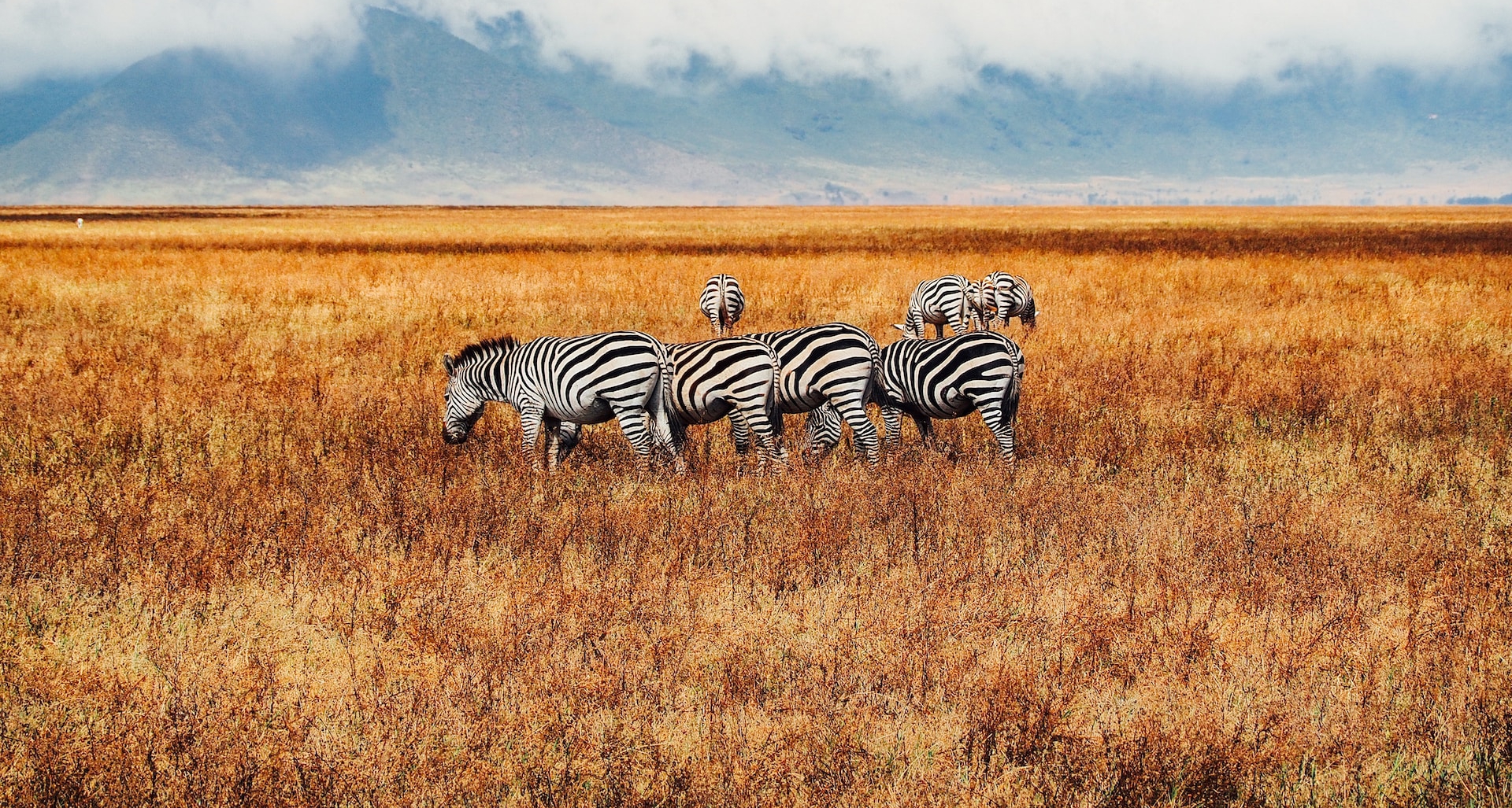 Group safari vehicle crossing Serengeti plains with wildlife and scenic landscapes visible