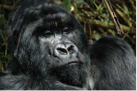 How Far in Advance Should I Book a Gorilla Permit?