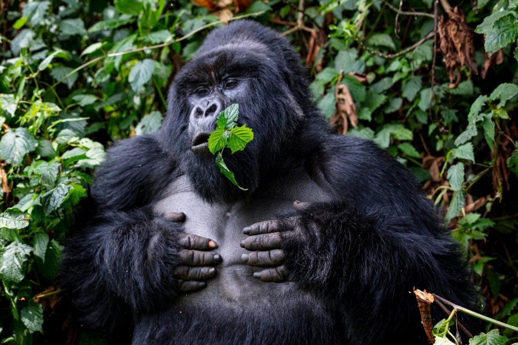 How Many People Go in a Gorilla Trekking Group?