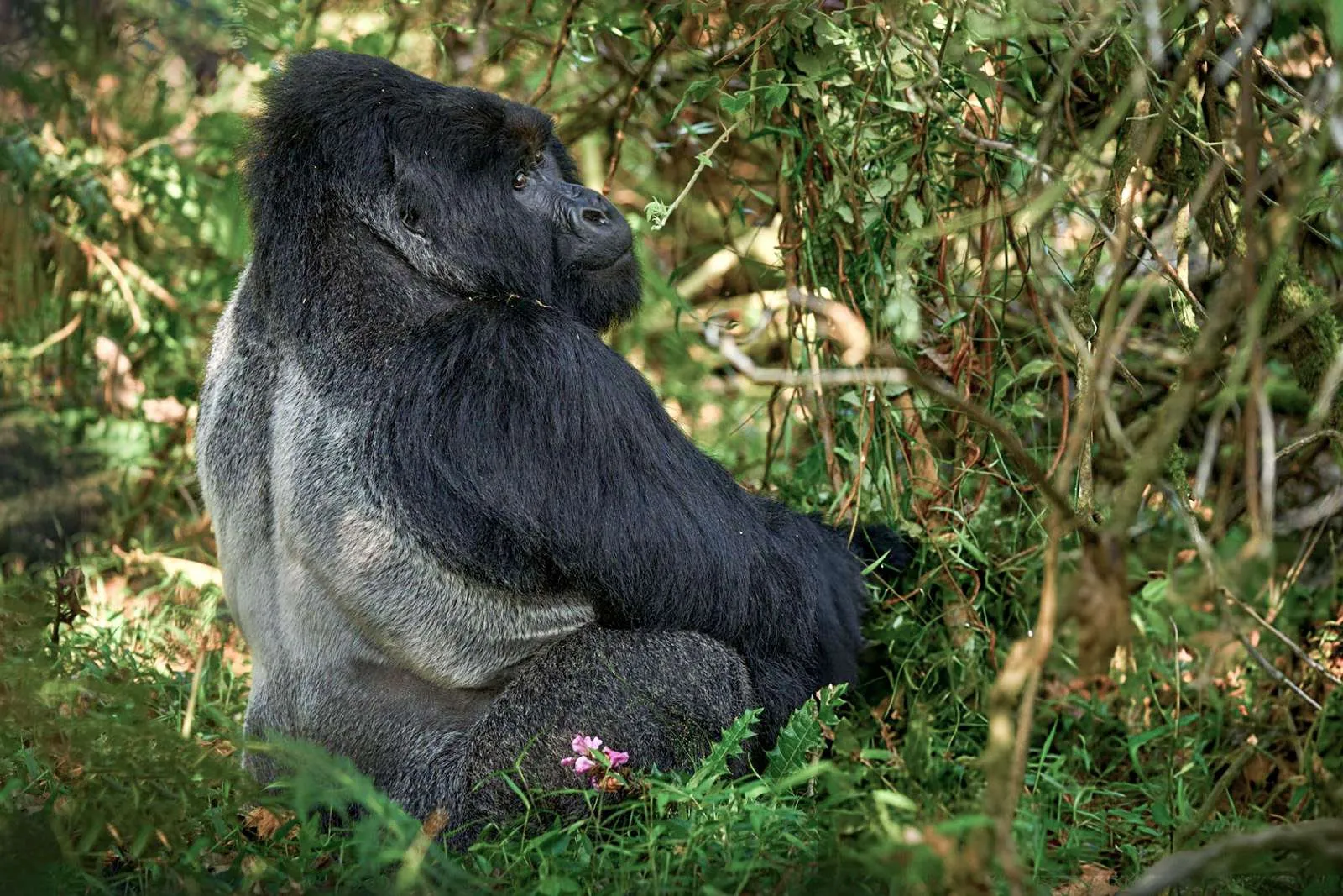 How Many Gorilla Permits Are Issued Per Day in Rwanda?