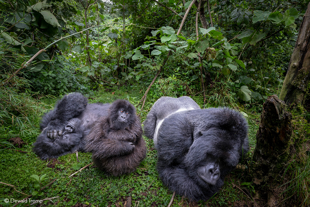 How Much Does a Uganda Gorilla Permit Cost?