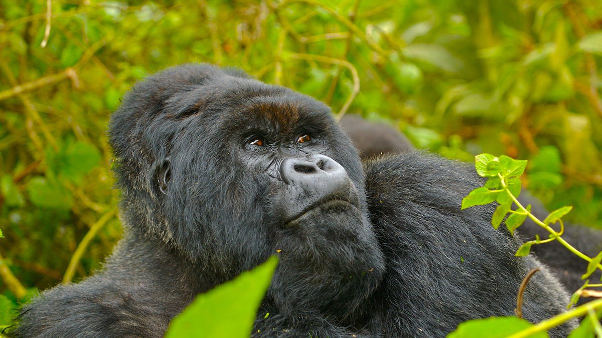 How Much Does a Rwanda Gorilla Permit Cost in 2026