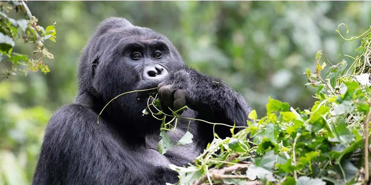 Man trekking through misty jungle to see mountain gorillas in Uganda.