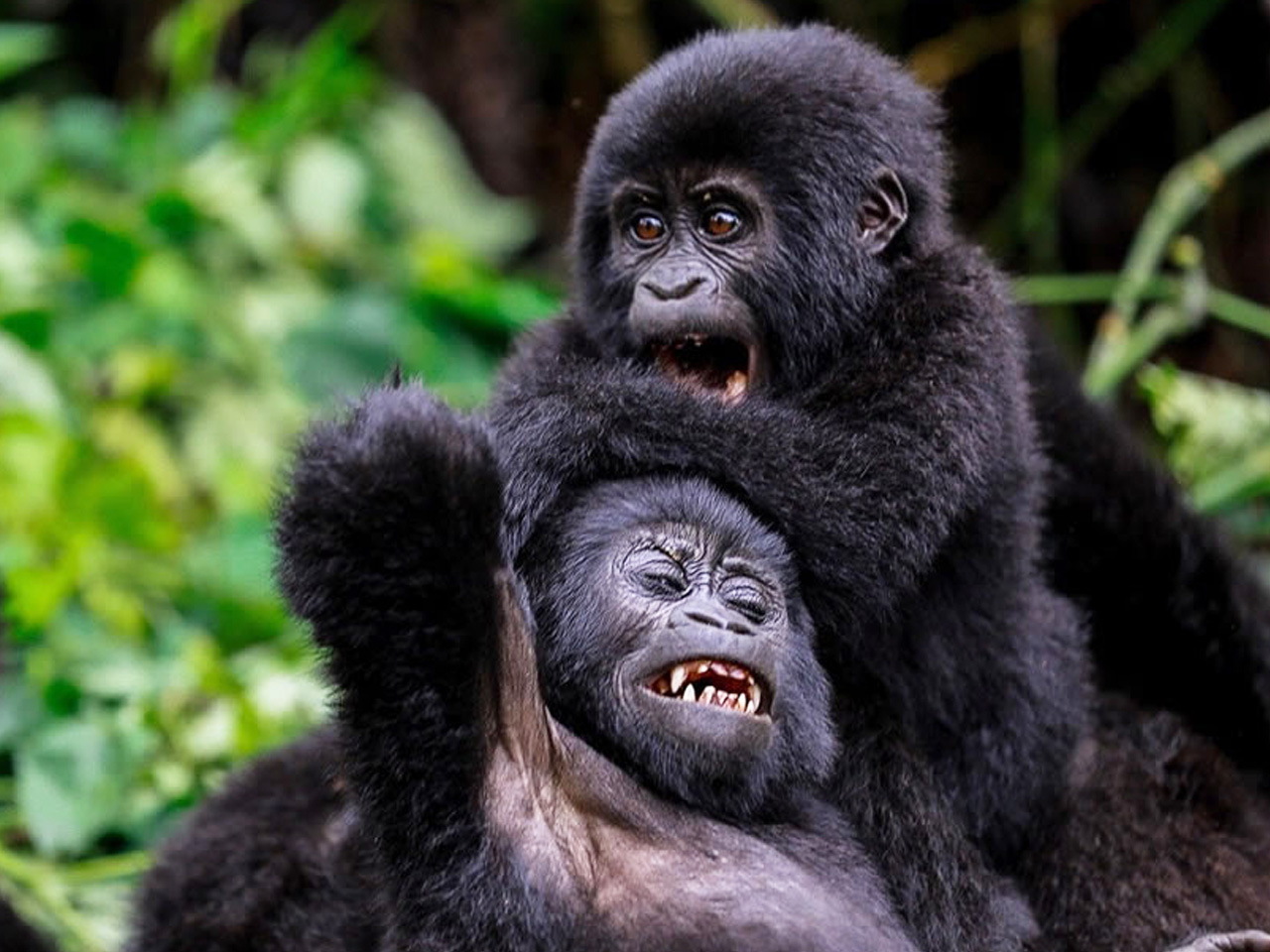 Can I Do Gorilla Trekking with a Physical Disability?